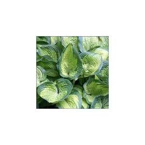  Hosta Paradigm Patio, Lawn & Garden