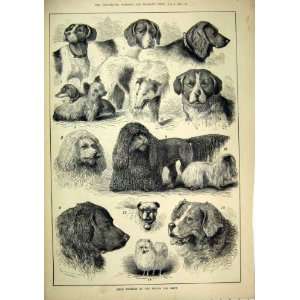  1880 Prize Winners Berlin Dog Show Germany Old Print
