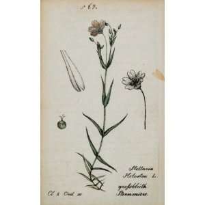  1826 Stellaria Holostea Addersmeat Botanical Print   Hand 