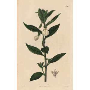 Curtis 1826 Antique Botanical Engraving of the Jonidium Ipecacuanha or 