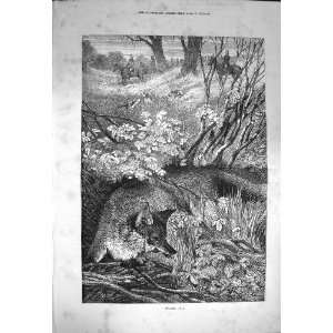 1872 Stealing Away Fox Hunting Hounds Horses Sport