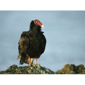  Turkey Vulture Perches on a Rock on Floridas Gulf Coast 