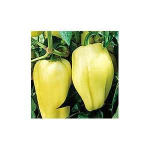  Giant Szegedi Pepper Plant   Yellow/Semi Sweet   Mild 