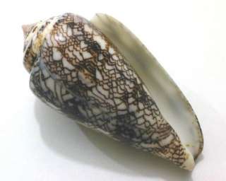 Hard to find Freak Conus Abbas. This one is rare one with beautiful 