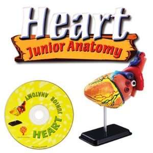  3D Heart Junior Anatomy Kit w/CD 