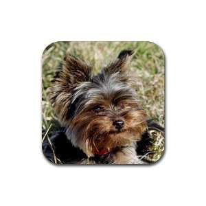  Yorkshire Terrier 1 Rubber Coaster (4 pack) DD0651 