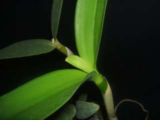 Cattleya guttata Alba Rare Orchid Species 10 GROWTHS  