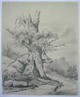 FINE ANTIQUE DRAWING 1886 OLD TREE SIGNED DATED FRENCH  