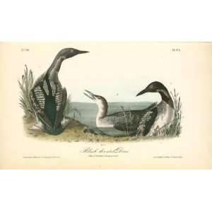     24 x 14 inches   Black throated Diver. 1. Male.