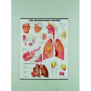  The Respiratory System Chart Industrial & Scientific