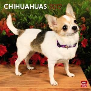   2012 Chihuahua Puppies Wall Calendar by Willow Creek 