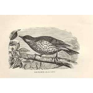  Song Thrush 1862 WoodS Natural History Birds