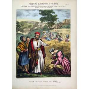   Illustrations Bible 1870 Ruth Field Boaz Colour Print