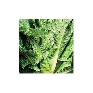  Cosmo Savoy Lettuce   1 oz. Patio, Lawn & Garden