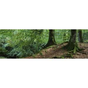  Trees in the Forest, Aberfeldy, Perthshire, Scotland by 