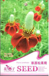 A084 Prairie Coneflower Flower Seed Pack x30 Seeds  