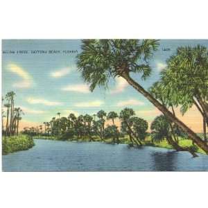  1940s Vintage Postcard Bulow Creek   Daytona Beach Florida 