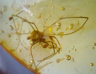   stunning arachnid dates back to between 40   50 million years old