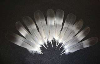 Wood Pigeon Wing Feathers