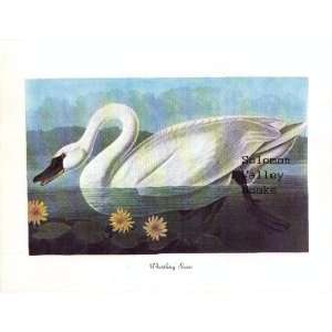  Whistling Swan. 8 1/2 by 11 1/2 Color Print. Everything 