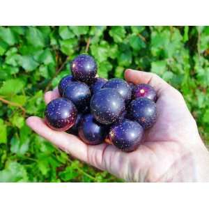   Muscadine Grape Plant   The Largest Muscadine Patio, Lawn & Garden