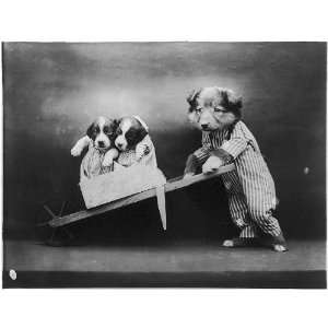  Puppies Dressed as Humans,c1914,Harry W Frees,barrow