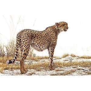  Robert Bateman   Cheetah Profile