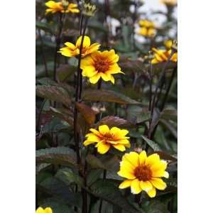  Summer Nights Heliopsis Perennial   Golden Blooms Patio 