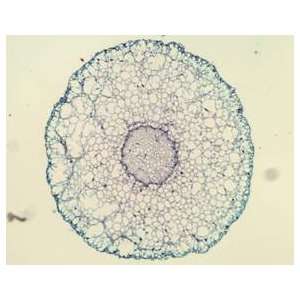  Science Education* Prepared Microscopic Slides, Plant Angiosperms 