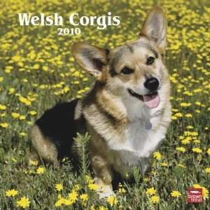 Welsh Corgis 2010 Wall Calendar