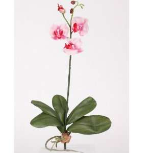 Mini Phalaenopsis Silk Orchid Flower w/Leaves (6 Stems)  