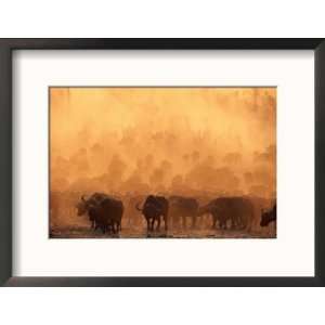  A Herd of Cape Buffalo Create a Dust Cloud Framed 