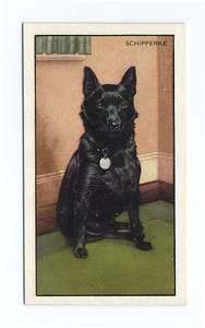 1936 VINTAGE SCHIPPERKE GALLAHER Ltd DOG CIGARETTE TOBACCO CARD  