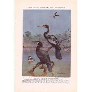 1934 Water Turkey or Darter Snakebird Mexican Cormorant Mexican grebe 