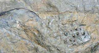 Arthropleura . RARE  . Carboniferous Myriapod  