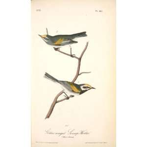   42 inches   Golden winged Swamp Warbler. 1. Male
