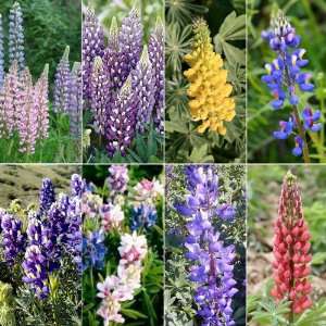  70 Seeds, Lupine Loopy Mixture Seeds By Seed Needs 