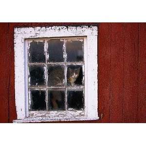  Cat Sitting in a Barn Window   Peel and Stick Wall Decal 