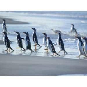  Gentoo Penguins Walking on the Beach, Sea Lion Island 
