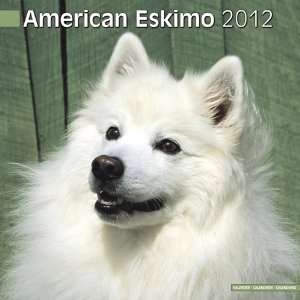    American Eskimo 2012 Wall Calendar 12 X 12
