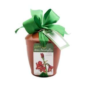 Holiday Mini Amaryllis Bulb Kit Patio, Lawn & Garden