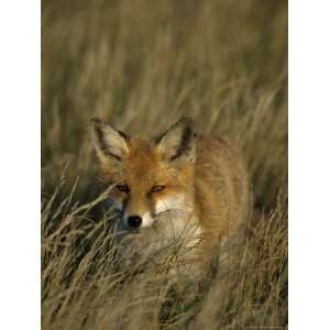  Red Fox, Vulpes Vulpes, Fischland, Mecklenburg Vorpommern 