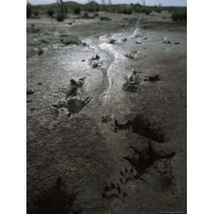  American Alligator and Raccoon Tracks in a Mud Flat 