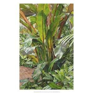    Heliconias Palm III by Cohen Elyse 17x26  Players & Accessories