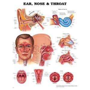 Anatomical Charts   Ear, Nose and Throat  Industrial 