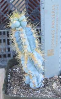 Pilosocereus cv. Stacker Blue Monstrose Columnar Cactus  