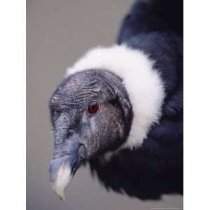  Andean Condor Reina Pacha, Hacienda Zuleta, Ecuador 