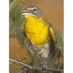 Yellow Breasted Chat (Icteria Virens), North America Photographic 
