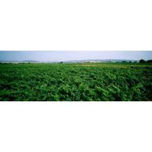  Vine Crop in a Field, Vilafranca Del Penedes, Catalonia 