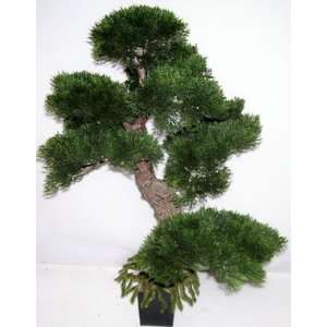  24 Cedar Bonsai Topiary